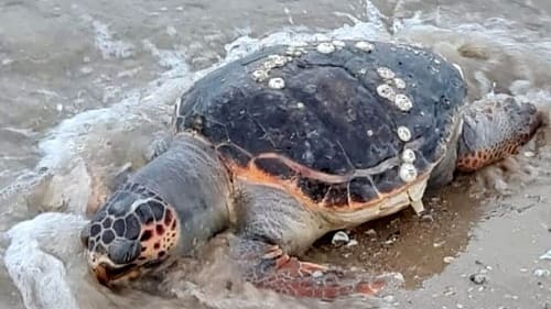 Santa Trada: tartaruga morta rinvenuta in spiaggia