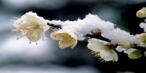 freddo gelo inverno - Meteo