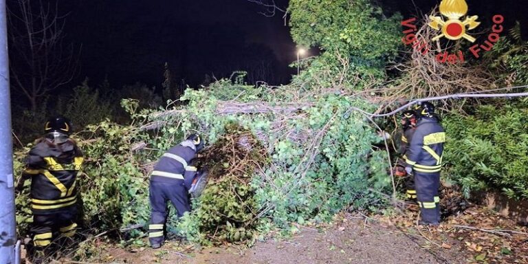 vigili del fuoco - albero caduto - calabria