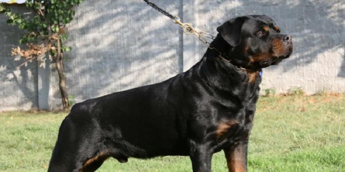 Rottweiler