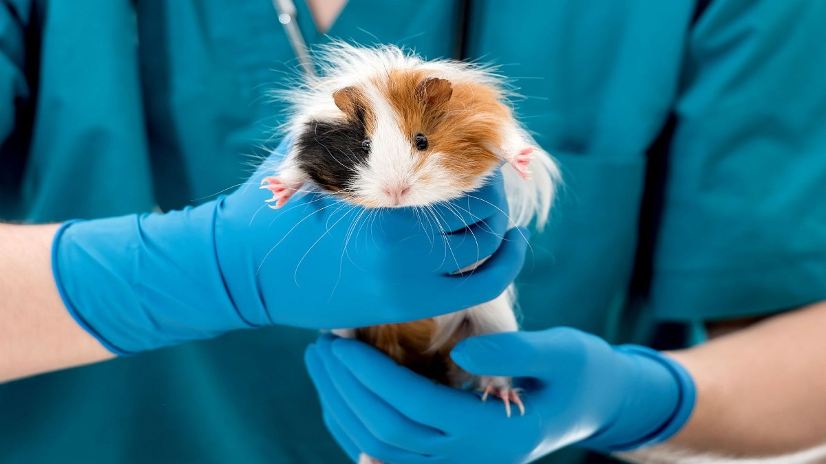 cavia da laboratorio maltrattate a Catanzaro nell'Università