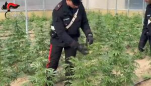 Carabinieri di RC, sequestrano marijuana Rosali